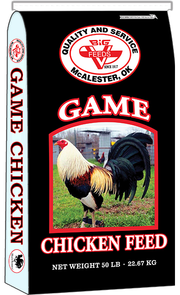 Game Cock Maintenance (Black Rooster)